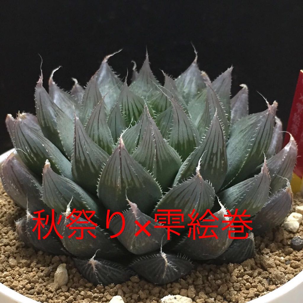 ハオルチア 紅雫錦 極上斑 ハオルチア 紅雫錦 極上斑 親株サイズ 楽天市場