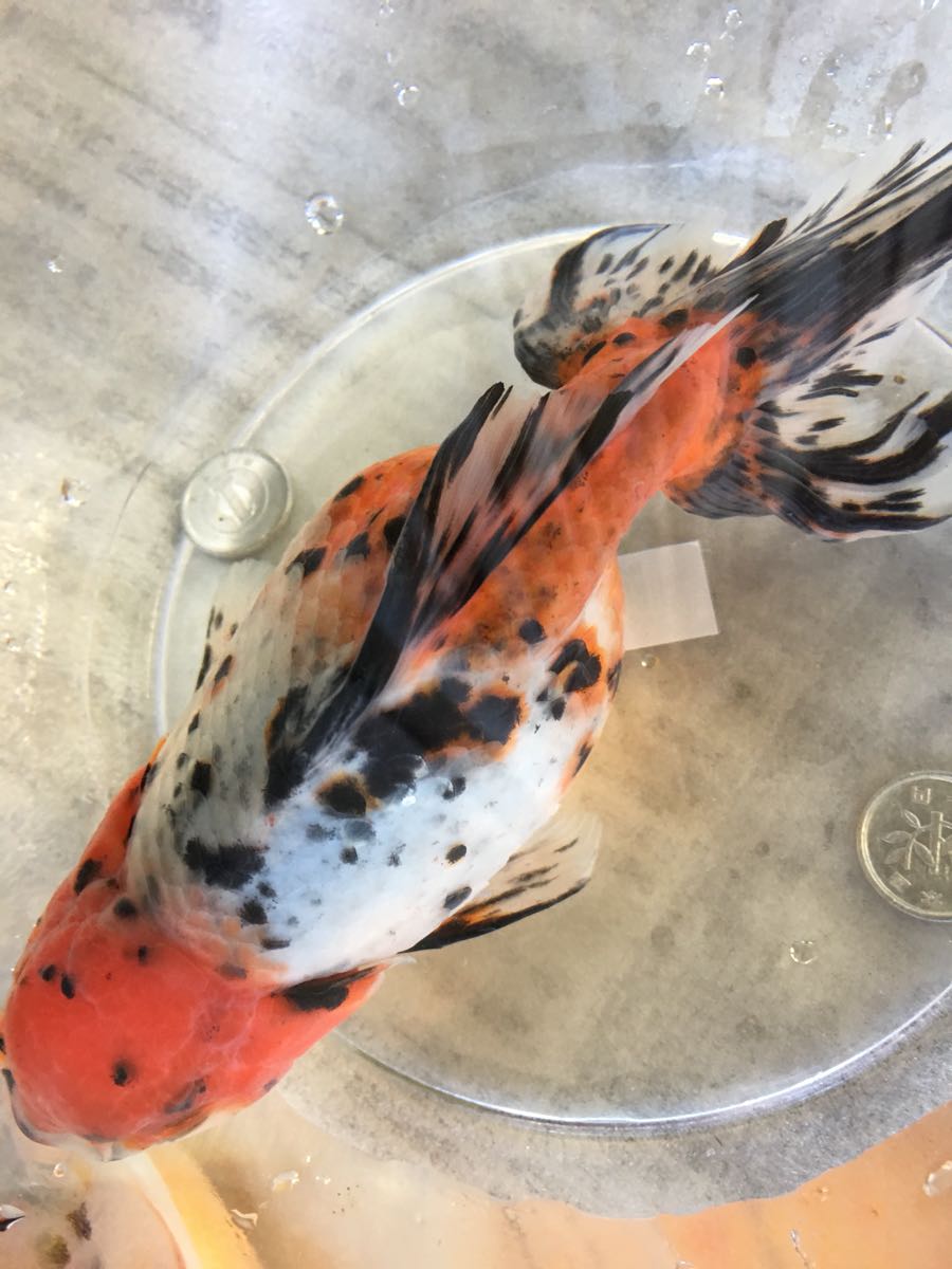 特選金魚○弥富産!加藤氏作○超巨大!!東錦♀1尾04○三歳○約21 特選金魚○弥富産!加藤氏作○超巨大!!東錦♀1尾04○三歳○約21