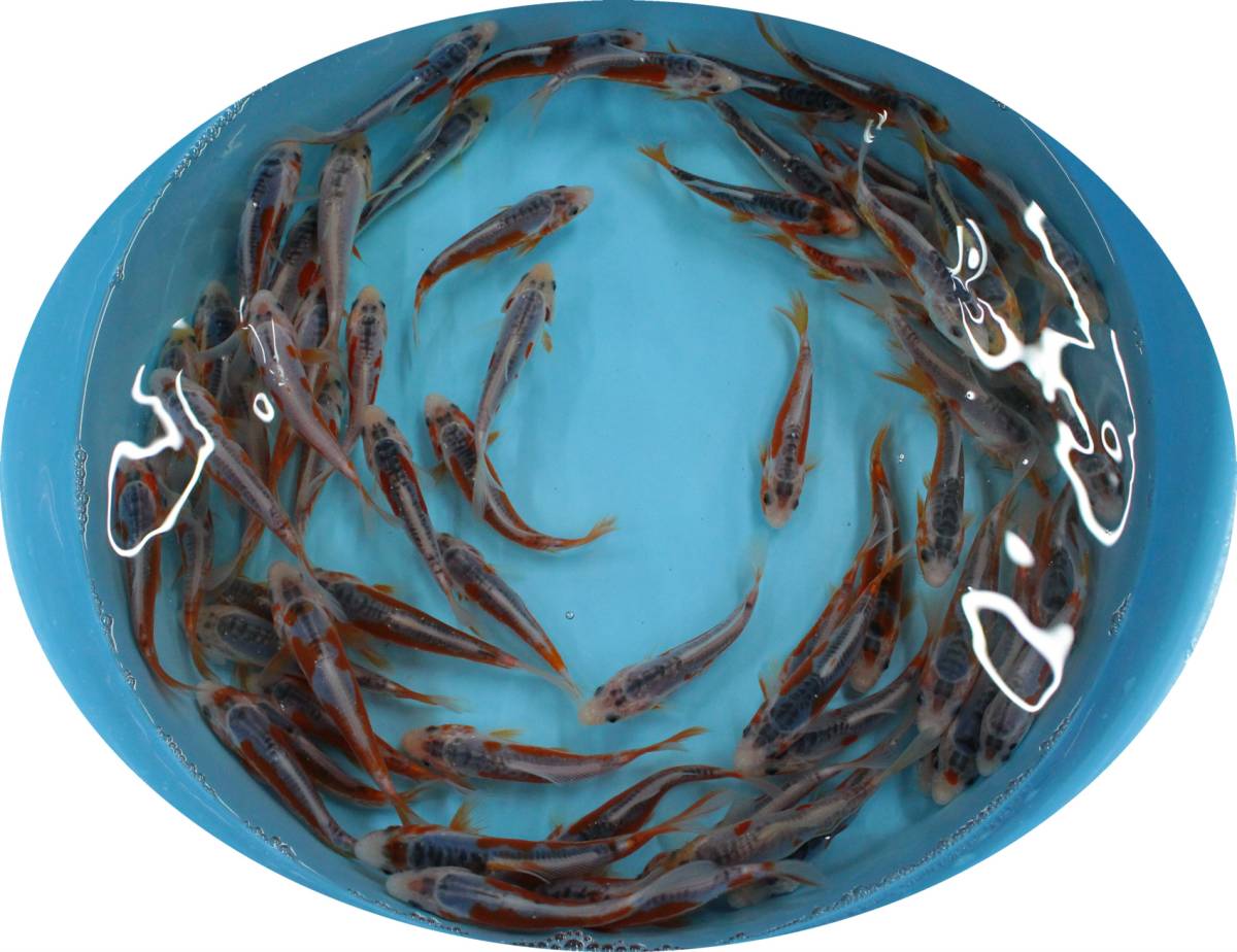 【ＨＦＰ】 秋翠 約８～１３Ｃｍ ６０尾 青木養鯉場産 （山古志）A23A ★即決★