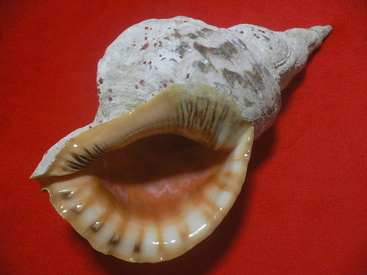 沖縄 ☆沖縄の法螺貝☆No3☆ほら貝☆ホラガイ☆39.0cm・2010g☆ 沖縄 ☆沖縄の法螺貝☆No3☆ほら貝☆ホラガイ☆39.0cm・2010g☆