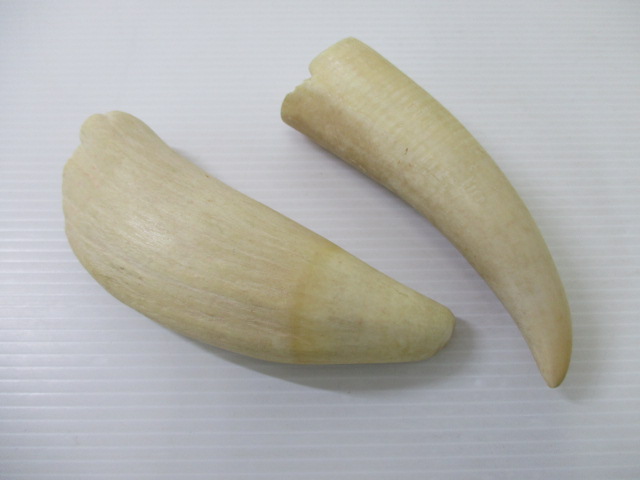 クジラの歯 くじら 鯨 鯨⁄鯨歯⁄クジラ⁄歯⁄牙⁄ クジラの歯 くじら 鯨 鯨⁄鯨歯⁄クジラ⁄歯⁄牙⁄