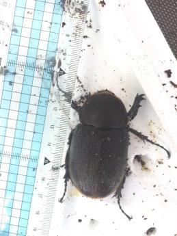 ヘラクレス♀2匹_1