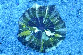 アザミハナガタサンゴ HOUSE REEF(ハウスリーフ)サンゴ・海水魚 アザミ 