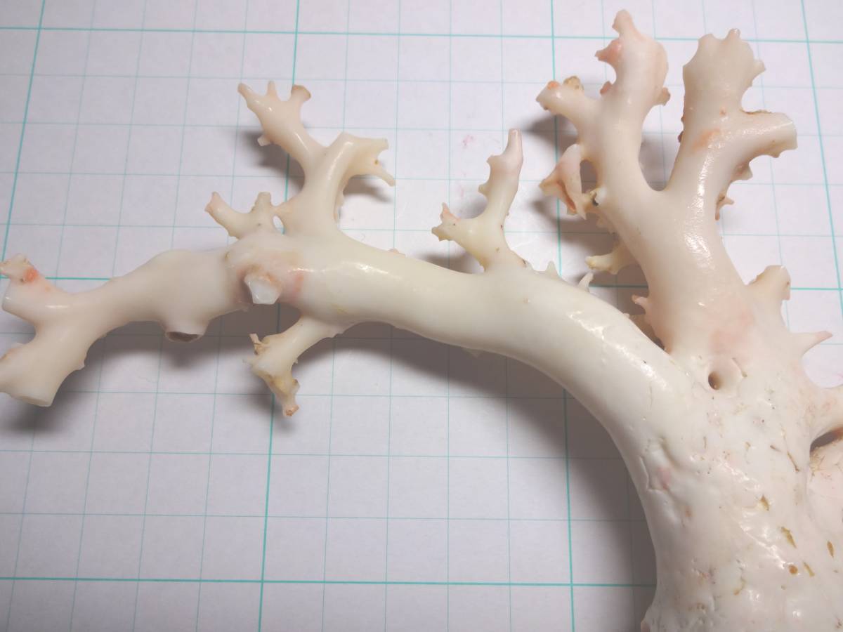 天然白珊瑚原木 巾24cmx高さ14cm 225g 置物