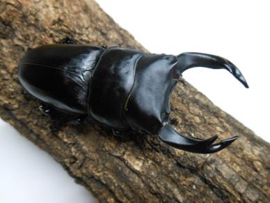 国産 オオクワガタ 成虫 | 国産クワガタ むしや本舗 新成虫！ ☆新成虫 