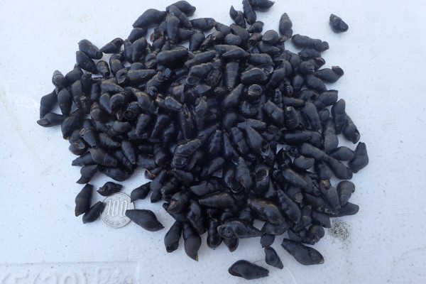 送料安 300匹 約400g 巻貝 カワニナ 大量 かわにな 川蜷 ゲンジボタルなどホタル幼虫の餌 苔取り 糞掃除 水質浄化 水槽掃除 甲殻類 売買されたオークション情報 Yahooの商品情報をアーカイブ公開 オークファン Aucfan Com