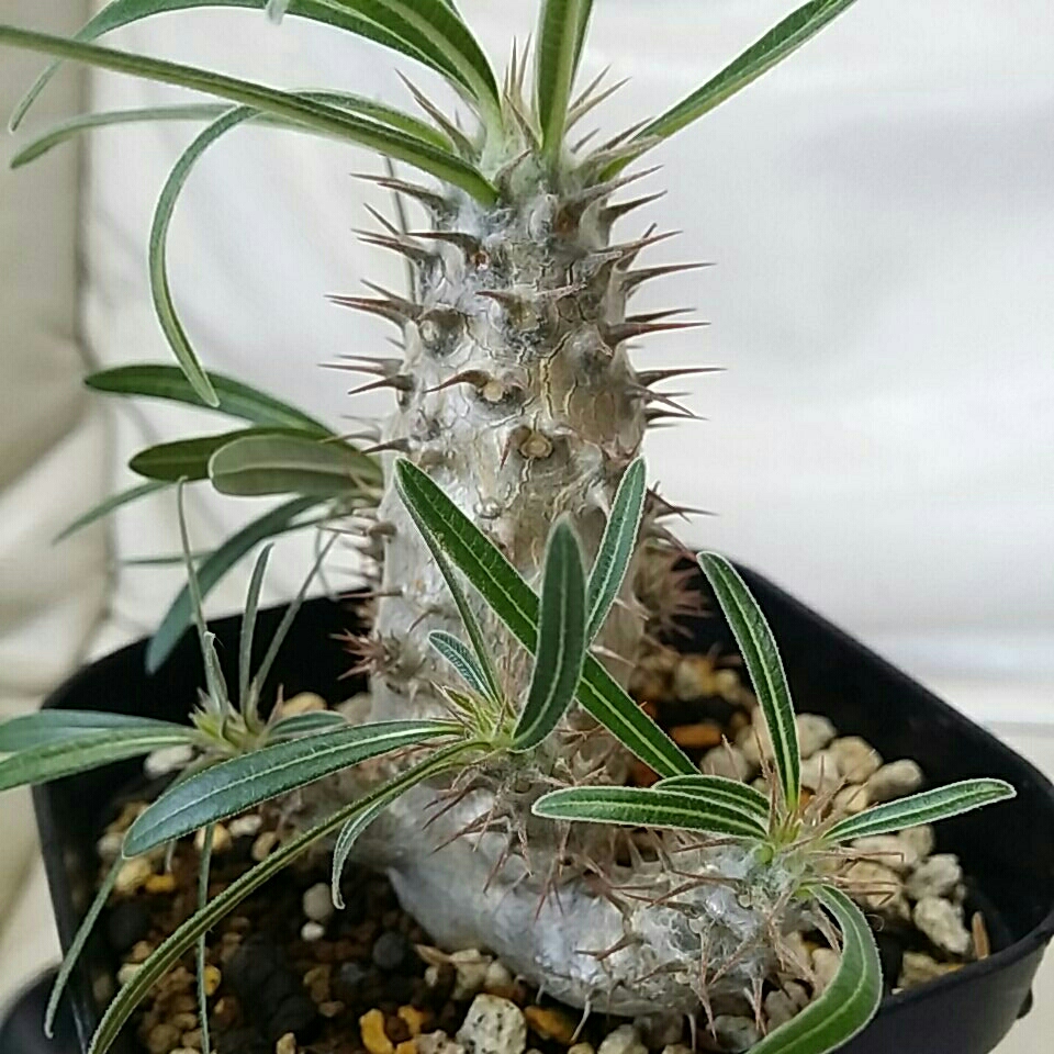 ☆美株です！　工夫栽培 　ぽってり　 pachypodium rosratum.ver gracillius☆パキポディウム　ロスラーツム　グラキリスNO.1
