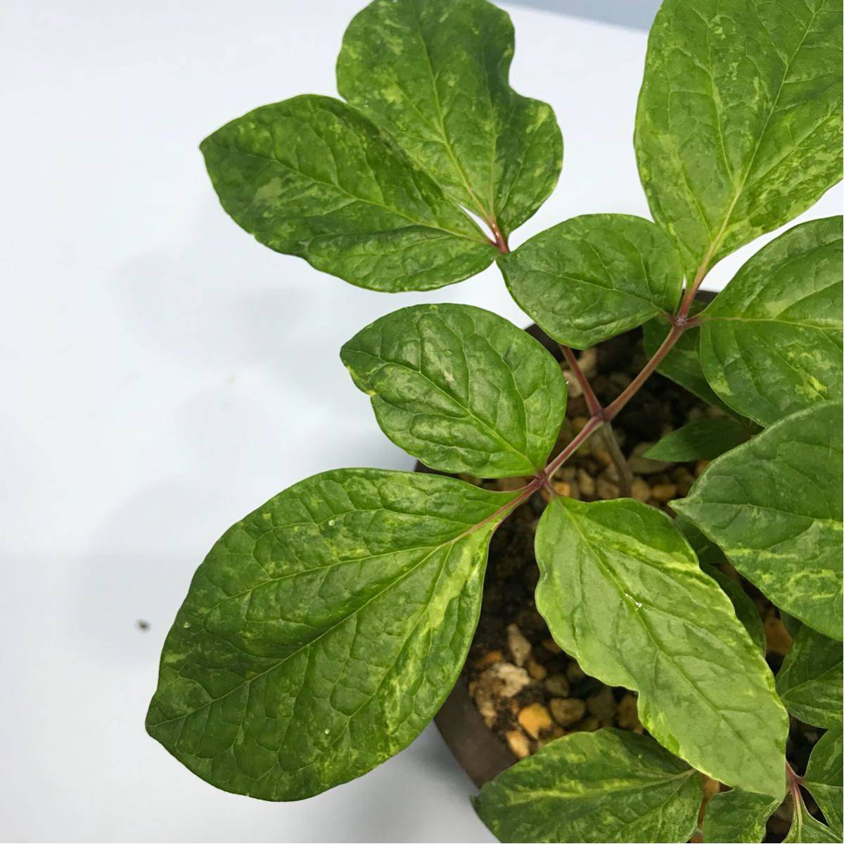 山野草】斑入り ヤマシャクヤク 7 | KIDSFISHFEST.COM