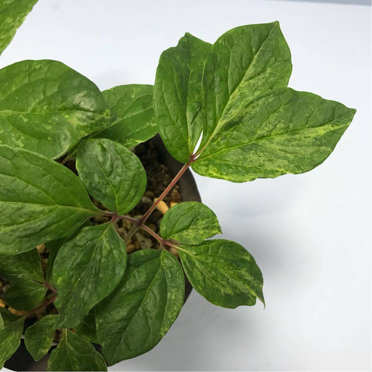 山野草】斑入り ヤマシャクヤク 7 | KIDSFISHFEST.COM