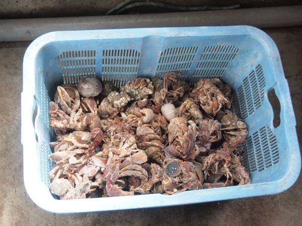  漁師直送 石鯛釣りの餌 ヤドカリ55匹 冷凍(冷凍餌)｜売買されたオークション情報、yahooの商品情報をアーカイブ公開 - オークファン 冷凍餌