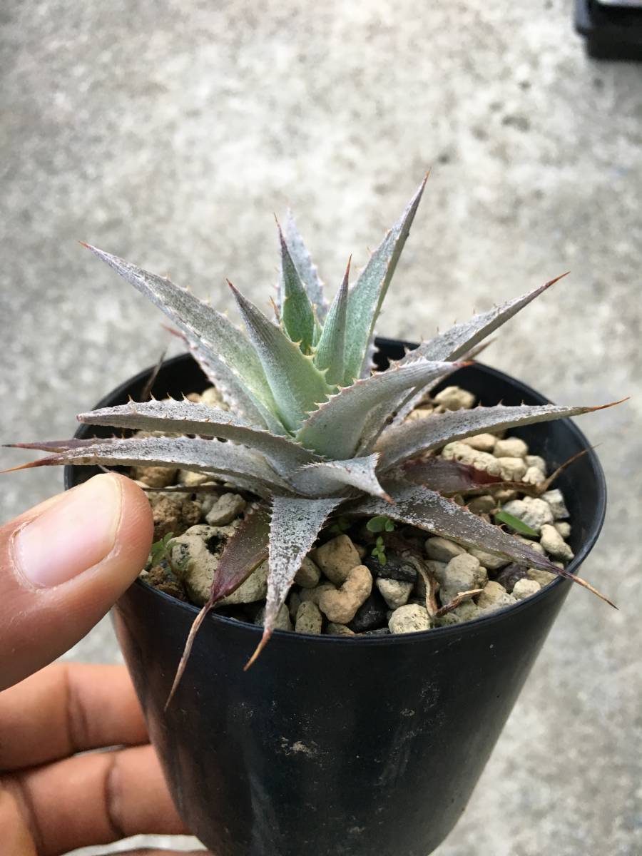 ミルメコディア プラティティレア オレンジ ペティオールズ アリ植物