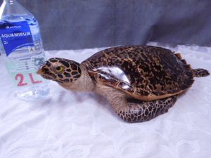 亀 剥製のYahoo!オークション(旧ヤフオク!)の相場・価格を見る｜Yahoo