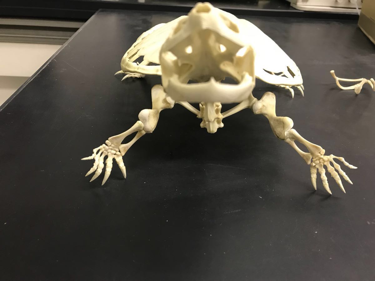 カミツキガメ 骨格標本 骨 標本 : - 特定外来生物カミツキガメの全身