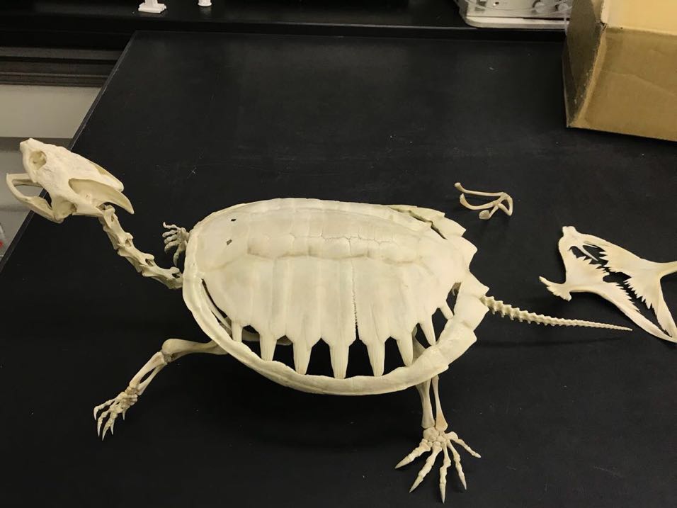 カミツキガメ 骨格標本 骨 標本 : - 特定外来生物カミツキガメの全身