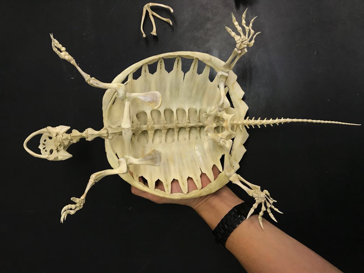 カミツキガメ 骨格標本 骨 標本 : - 特定外来生物カミツキガメの全身