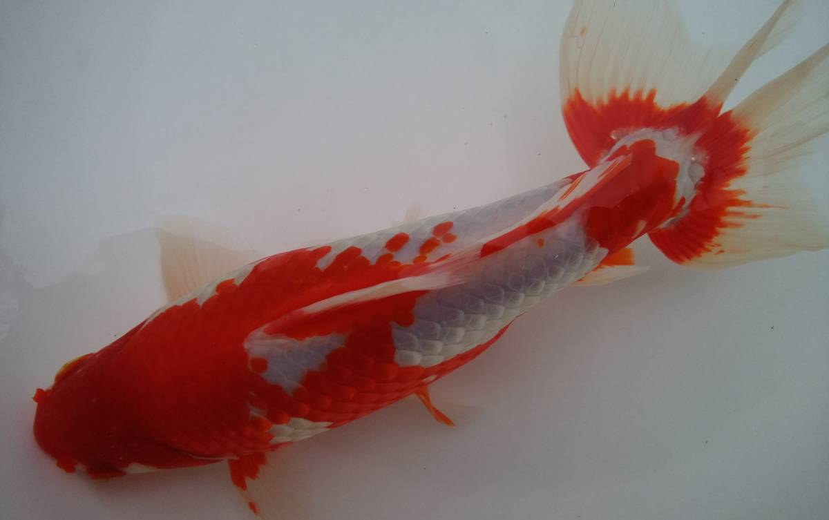(樹)木下養魚場　上物更紗和金 約23㎝ 四歳魚 雄