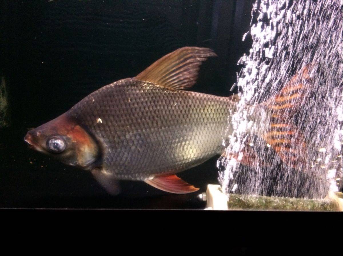 ワイルド アジアアロワナ専門店 コロンビア アクアショップ魚力 