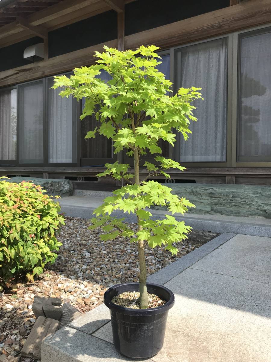 苗木部 モミジ 黄金板屋 カエデ・もみじ モミジ・カエデの種オウゴン