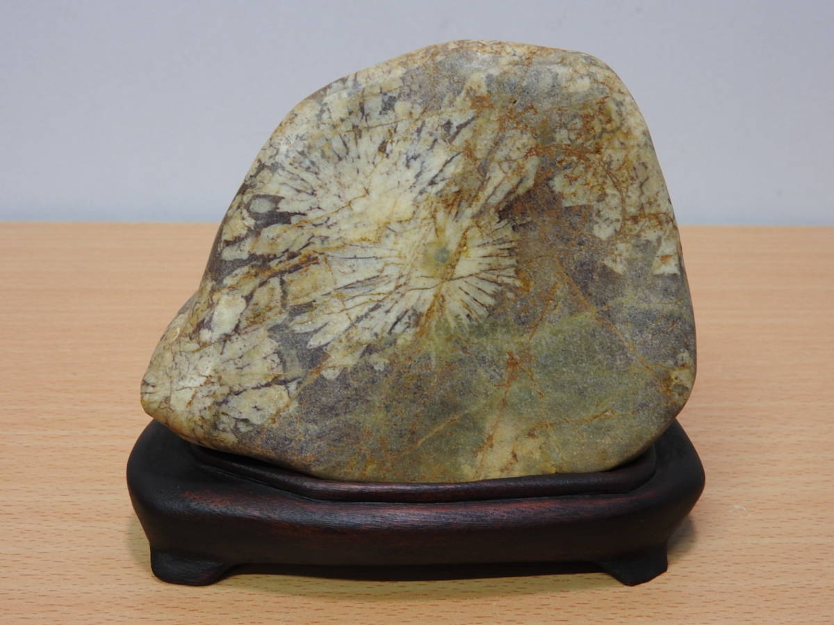 6）資産家の家から出た石！菊花石？きっかせき chrysanthemum stone