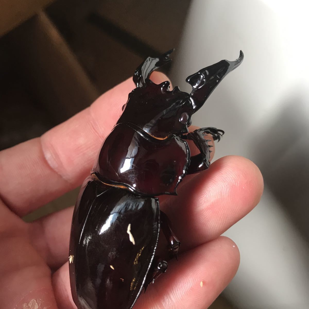 ペア レギウスオオツヤクワガタの飼育方法｜ペアリングから幼虫管理 