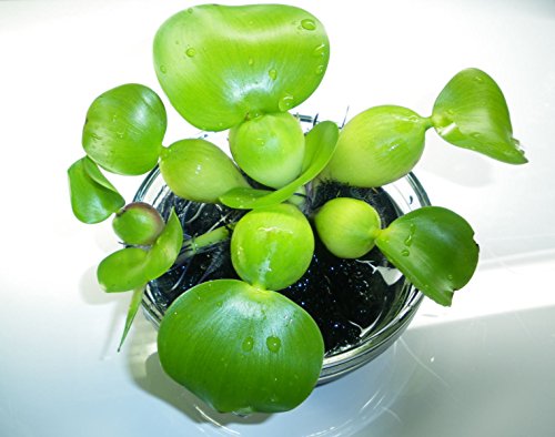 ホテイアオイ １０株セット 無農薬栽培 めだかや金魚の産卵 ホテイ草 浮草 ほてい 布袋草 葵 浮き草類 売買されたオークション情報 Yahooの商品情報をアーカイブ公開 オークファン Aucfan Com