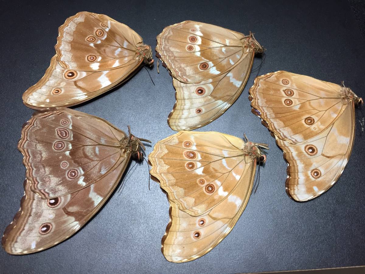 蝶の標本 godarti Morpho ゴダルティモルフォ ホーム＆キッチン ペルー 