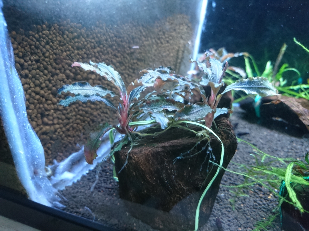 ブセファランドラsp.クダガン 特大10株 【kurokuma】ブセファランドラ