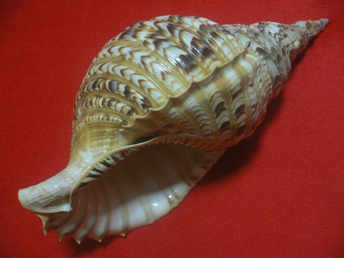 沖縄産　ほら貝 ☆沖縄の法螺貝☆No7☆ほら貝☆ホラガイ☆38.5cm・1010g☆ 【公式通販】