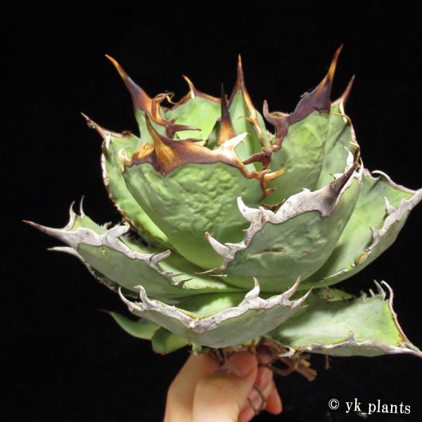 15 [子付] Agave titanota FO-076 Sierra Mixteca アガベ チタノタ FO