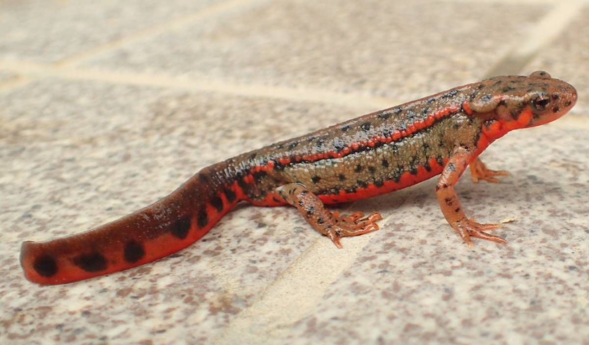 アカハライモリ 二ホンイモリ 西南九州群の魅力的な個体オス その2 イモリ サラマンダー 売買されたオークション情報 Yahooの商品情報をアーカイブ公開 オークファン Aucfan Com