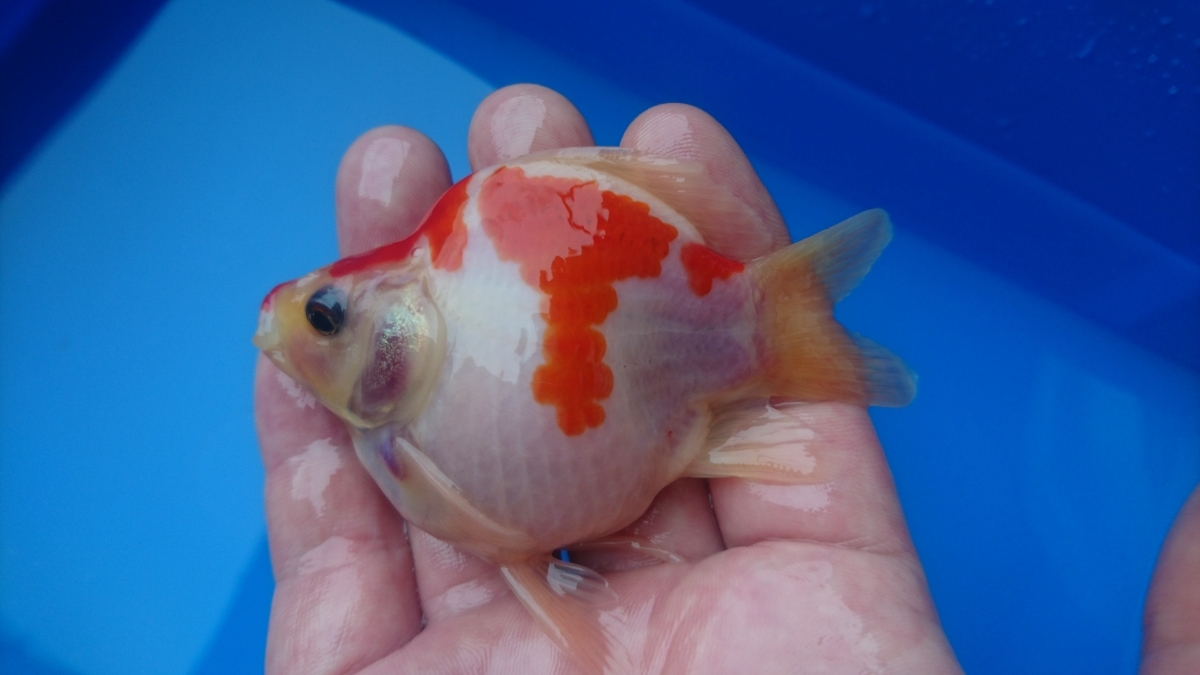 大得価，SALE 極鱗会 松之山産 玉サバ 当歳 3匹セット①(金魚)｜売買されたオークション情報、yahooの商品情報をアーカイブ公開 - オークファン その他