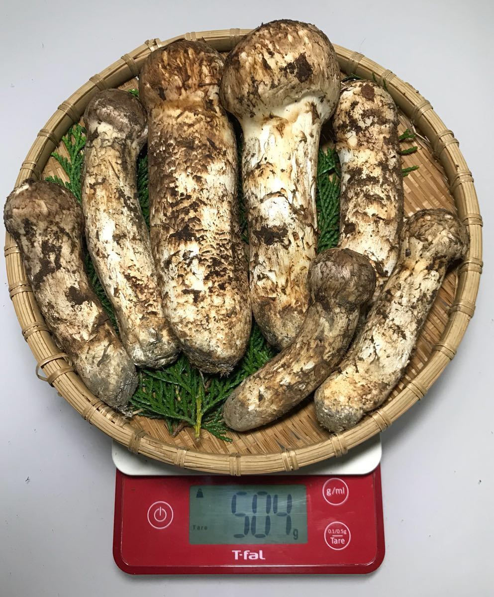 大得価，2026 長野県産 国産 松茸（504g）！