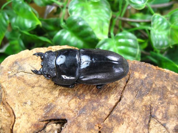 WD・成虫　スマトラヒラタクワガタ　♂93ミリ♀46ミリ・内歯上・昆虫卸問屋アリスト