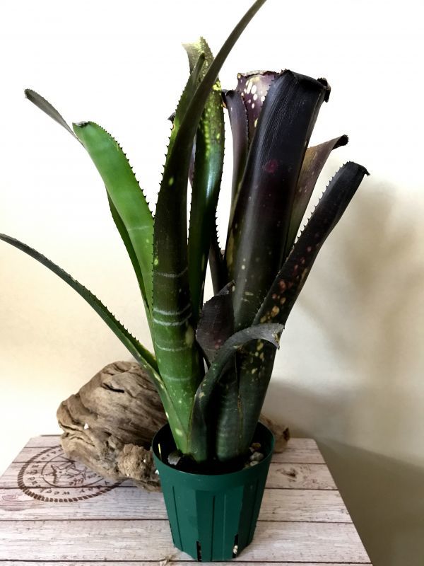 【Frontier Plants】【現品】ビルベルギア・オーレ　Bill. ‘Ole’（Bill. ‘Domingos Martins’ × Bill. amoena v. rubra）