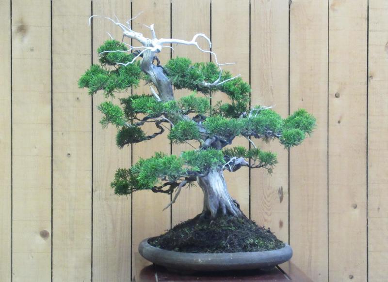 真柏 25cm 模様木 真柏盆栽」大品サイズ/模様木(803)