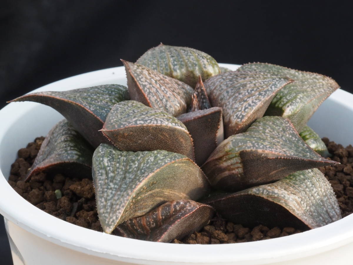 ハオルチア 多肉植物 スプレンデンス 5z 抹茶スプレンデンス ハオルチア 多肉植物 スプレンデンス 5z 抹茶スプレンデンス