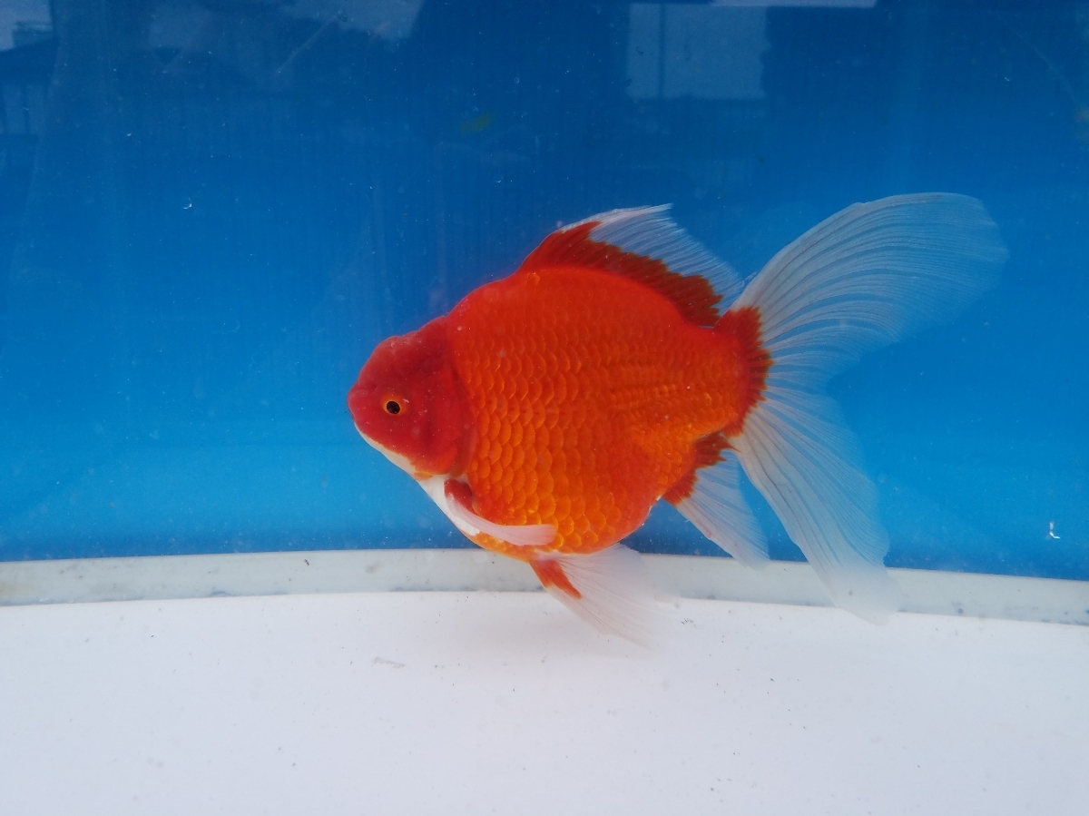 ★金魚屋ふーちゃん★　玉サバ　2016年度産　17㎝前後　赤がち　コブあり