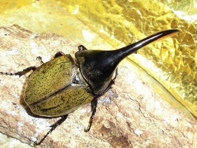 ＤＨパスコアリ１１６♂・６２♀ペア