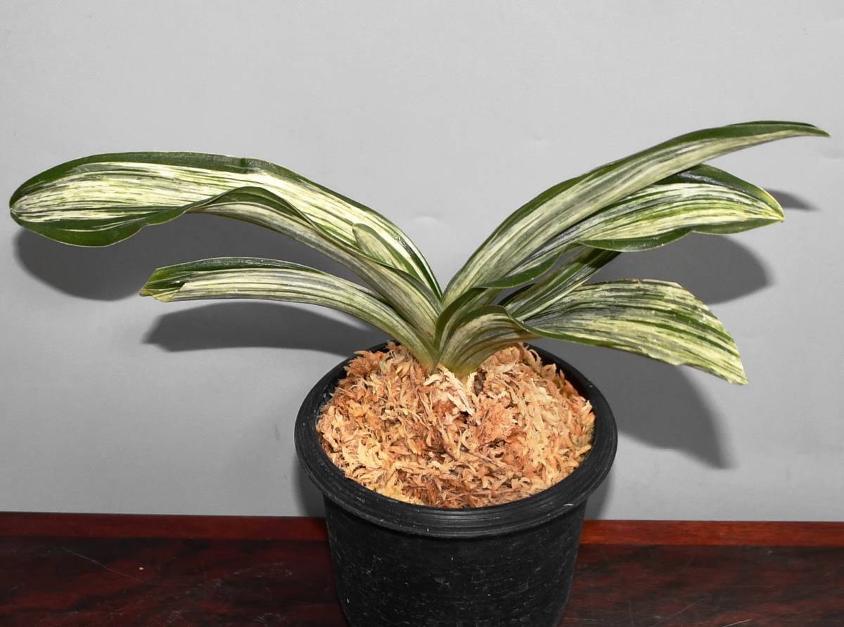 千代田の松 (ちよだのまつ) CChiyodanomatsu – おもとの豊明園