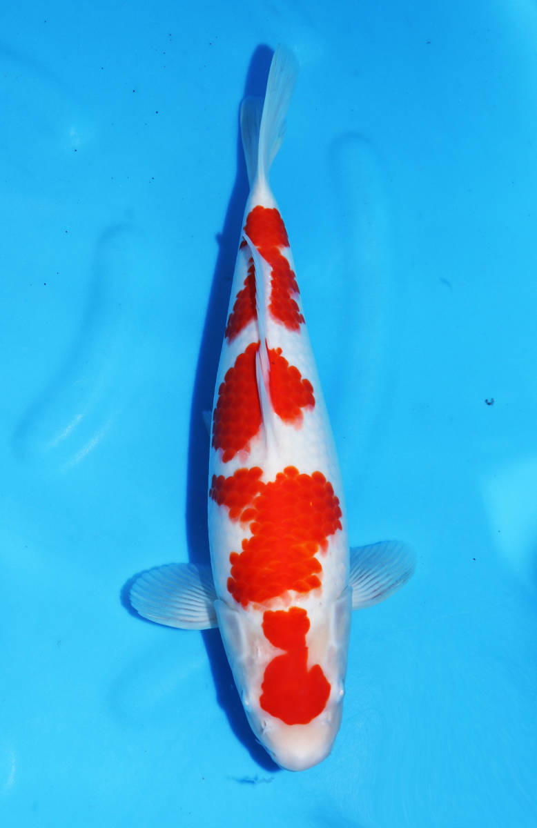 桜錦鯉　　№２　　極上２才　良い立て鯉シリーズ　　谷口養魚場　紅白　２才　メス　