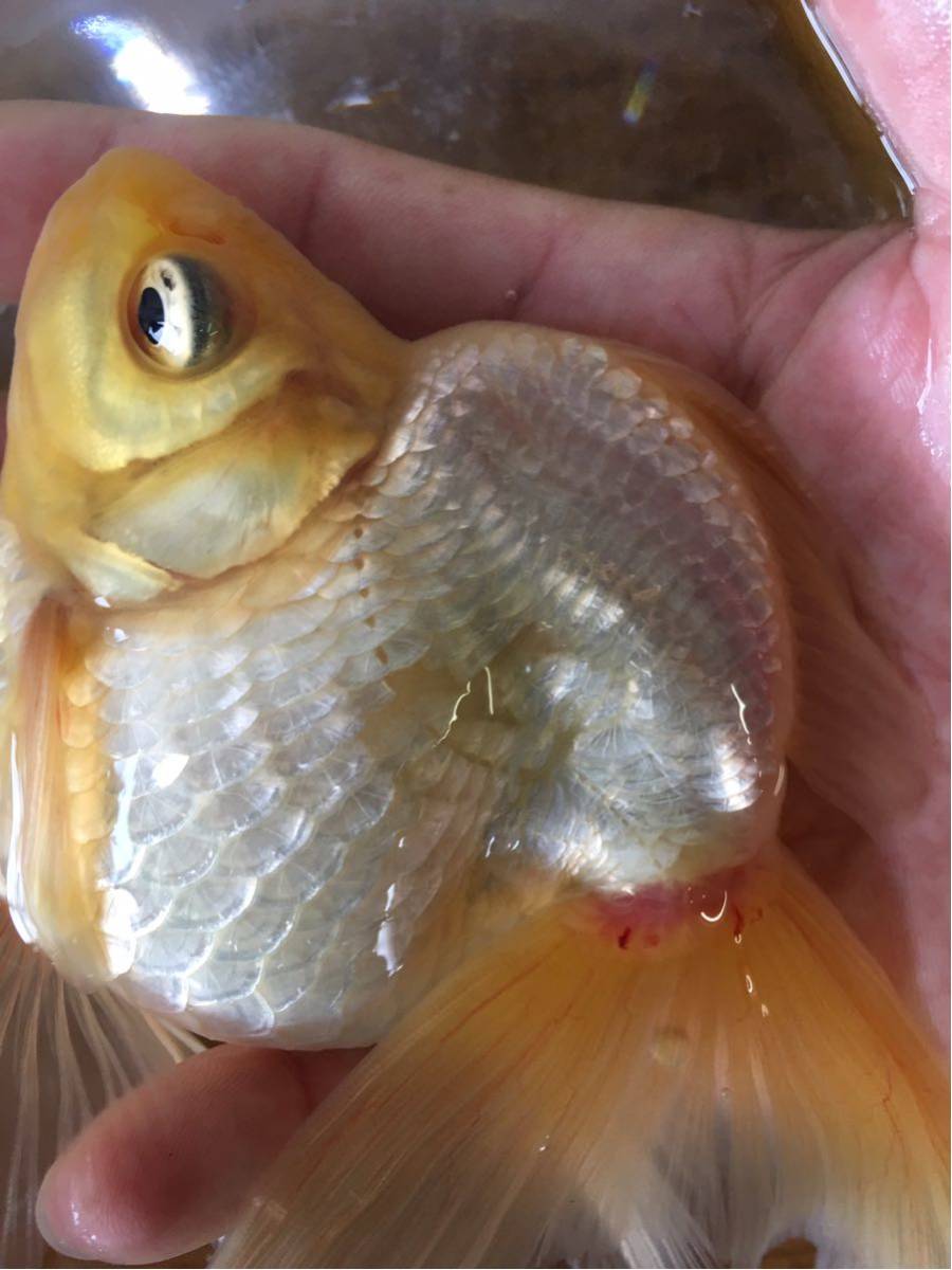 正規品，お得 特選金魚 長野県飯田産 超特大 白琉金♂１尾 約１７センチ 三歳(金魚)｜売買されたオークション情報、yahooの商品情報をアーカイブ公開 - オークファン その他