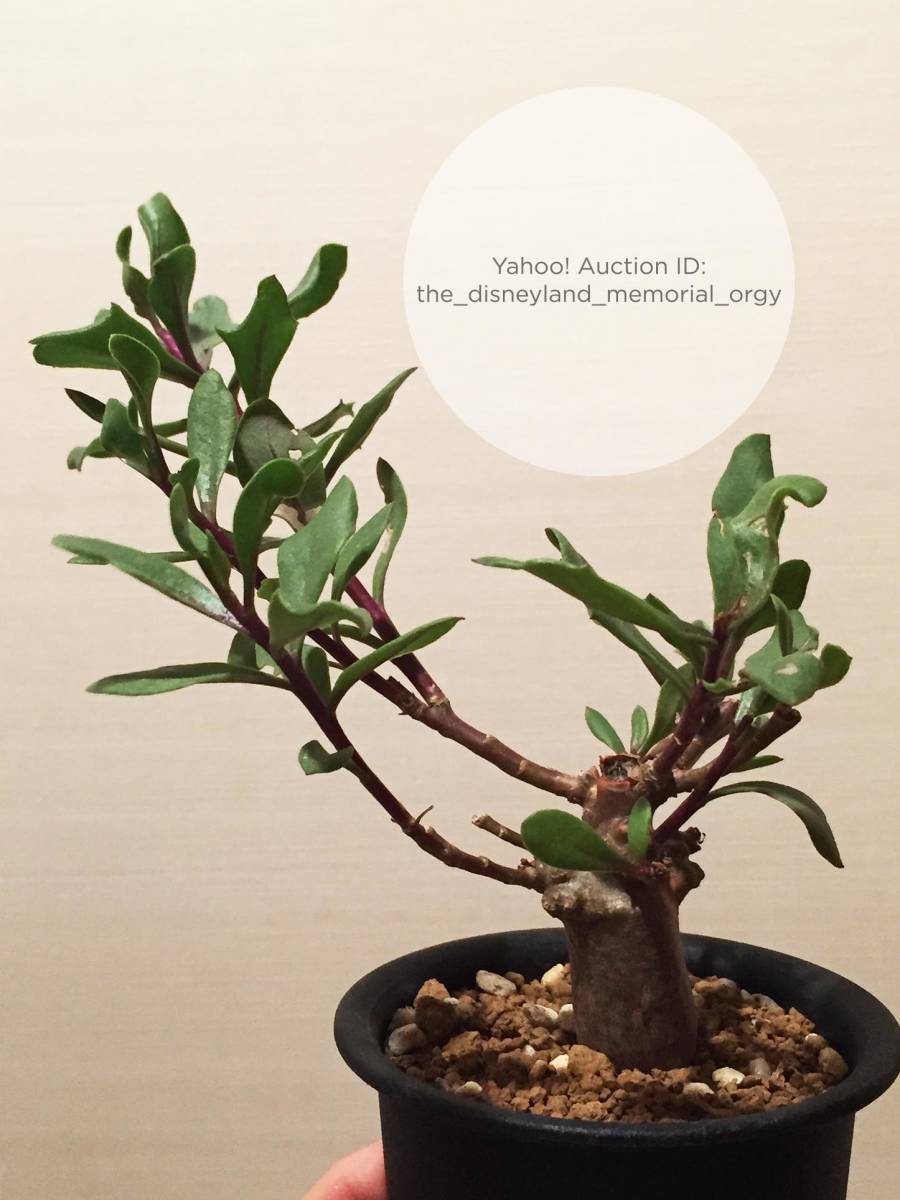 ○植物 Othonna sp. Nova. verrucae オトンナ エスピー ウェルカエ