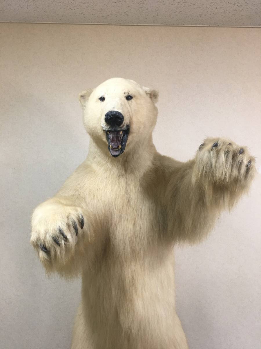 北極シロクマ剥製！！スタンドタイプ 白熊（北極熊） | 動物 | 【公式