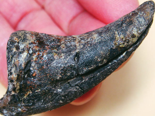  化石 ジュラ紀の王様 アロサウルス カギ爪 見事な血抜きの溝 Foot Claw 博物館級 鉱物 原石 鉱石 観賞石 肉食恐竜 獣脚類 インテリア(化石)｜売買されたオークション情報、yahooの商品情報をア 化石