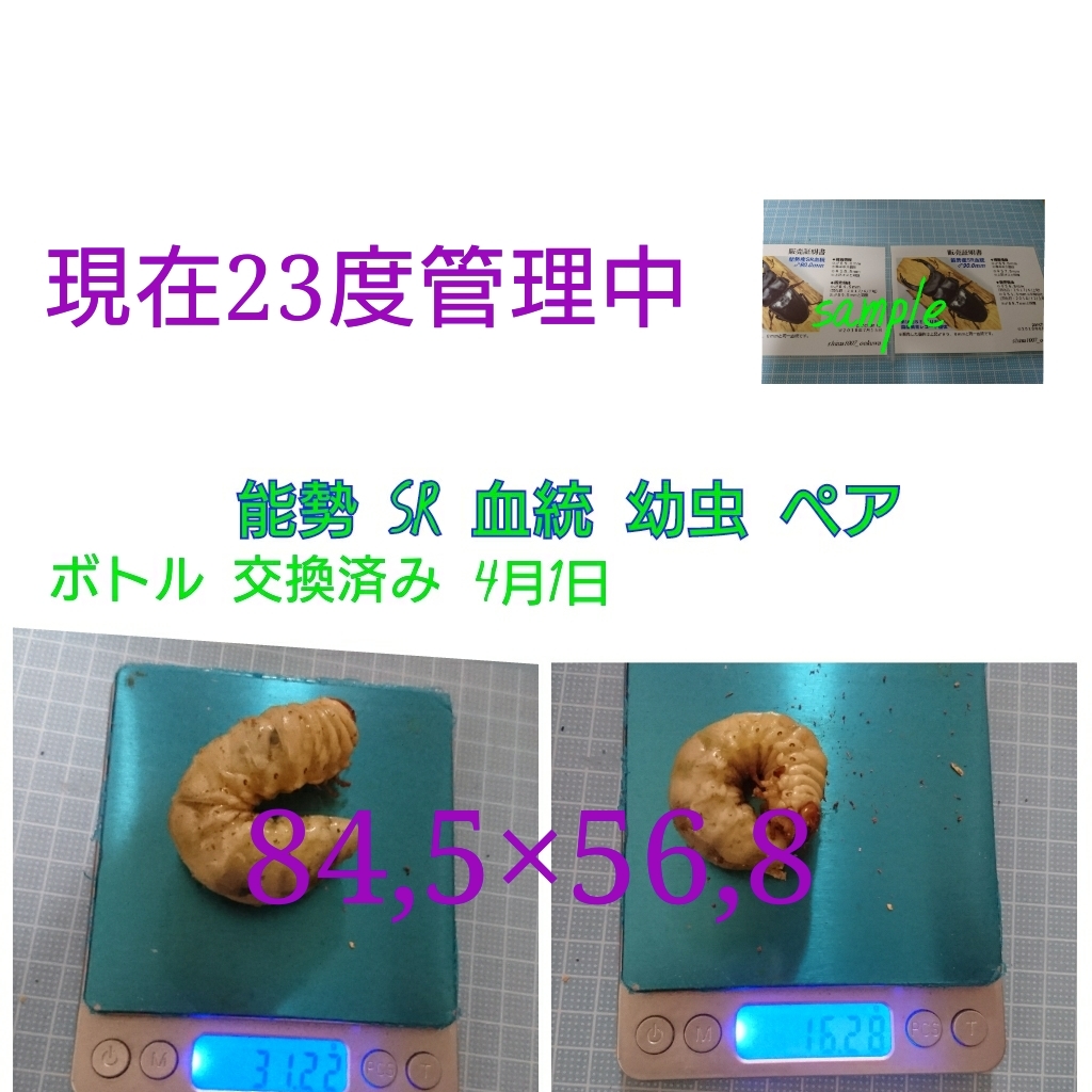 能勢SR血統 オオクワガタ | 能勢YG血統 オオクワガタ幼虫8頭 87X56 0 