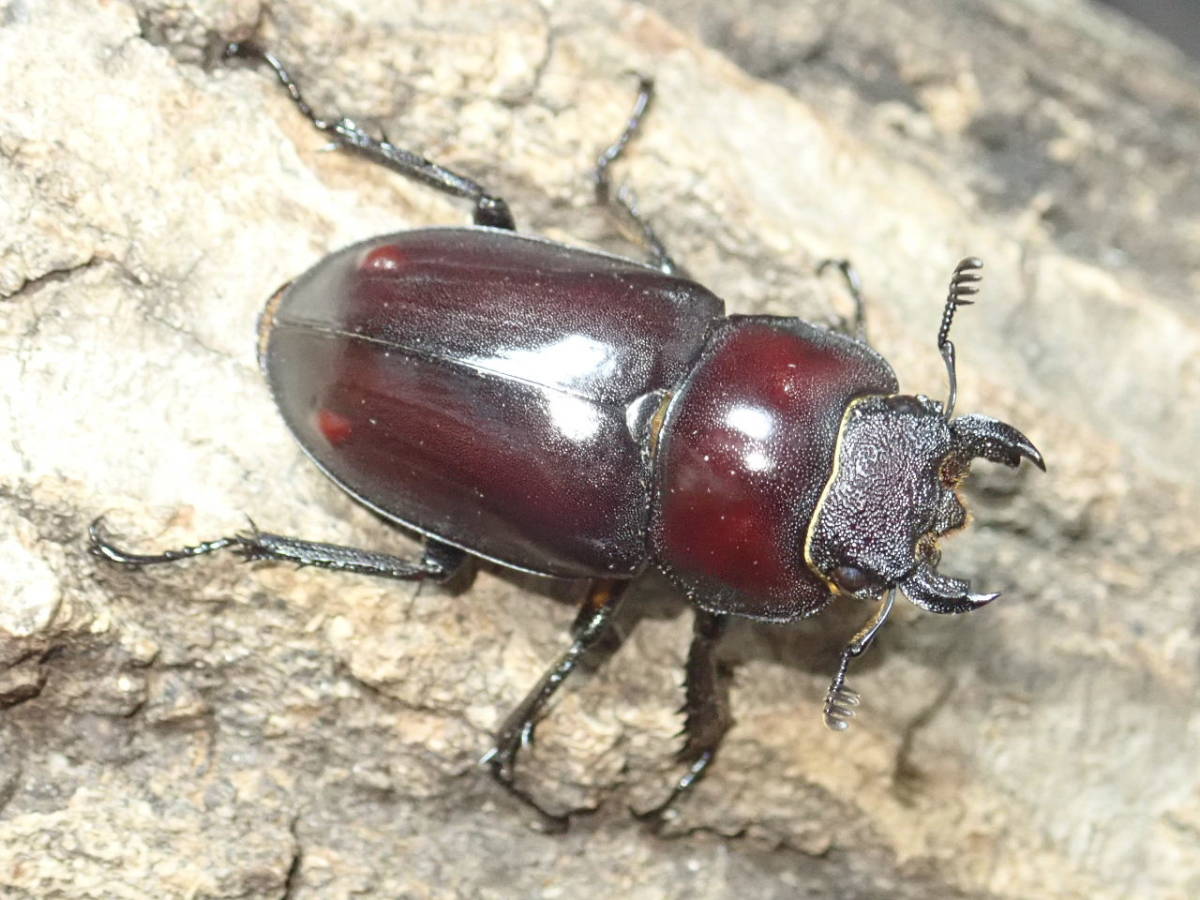 ■レア■未使用■中国湖南省産 ヘルマンミヤマ クワガタ ♀ 35mm単品■Beetle少年＠大阪■