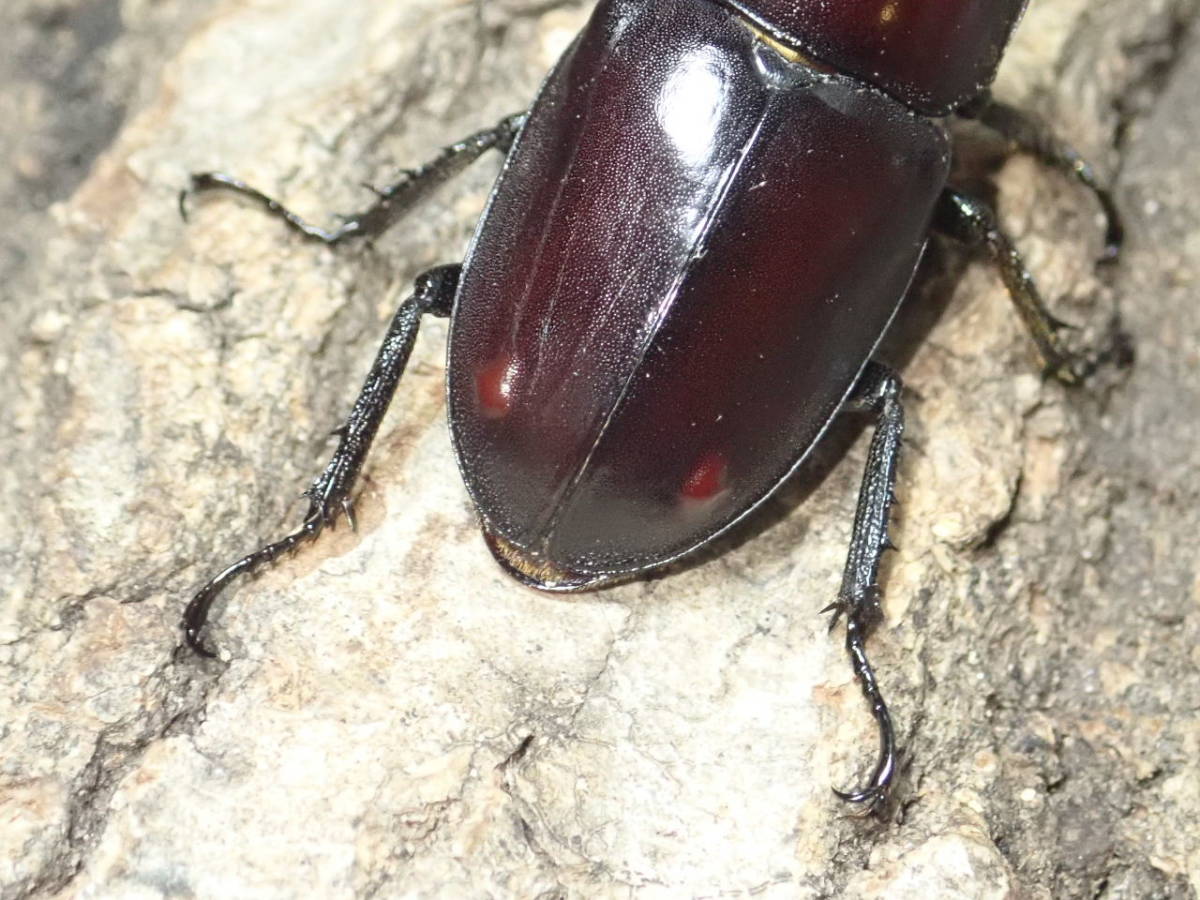 ■レア■未使用■中国湖南省産 ヘルマンミヤマ クワガタ ♀ 35mm単品■Beetle少年＠大阪■