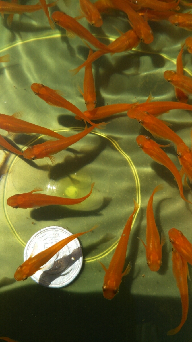 限定セール，人気 farmdo加藤商店 楊貴妃めだか100匹 No132(めだか)｜売買されたオークション情報、yahooの商品情報をアーカイブ公開 - オークファン めだか