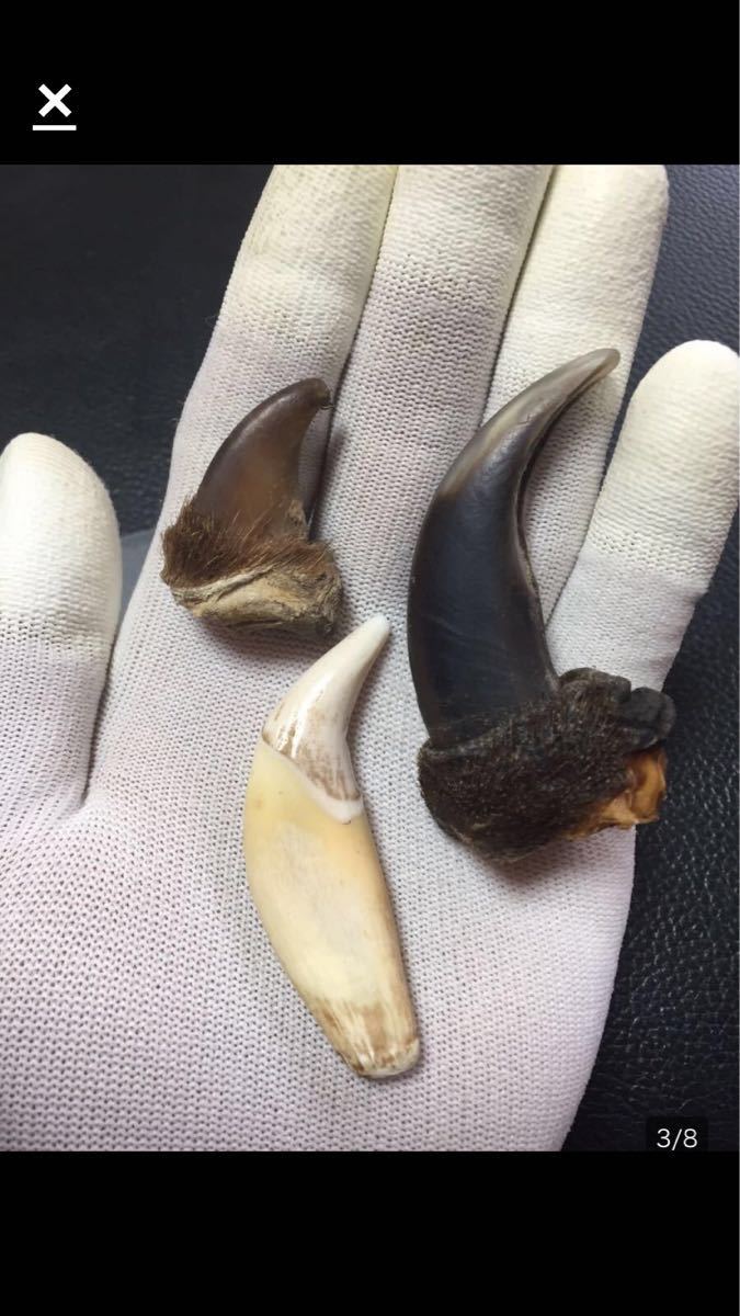 熊爪 熊牙 熊の爪 熊の牙 羆の爪 熊爪 ジビエ
