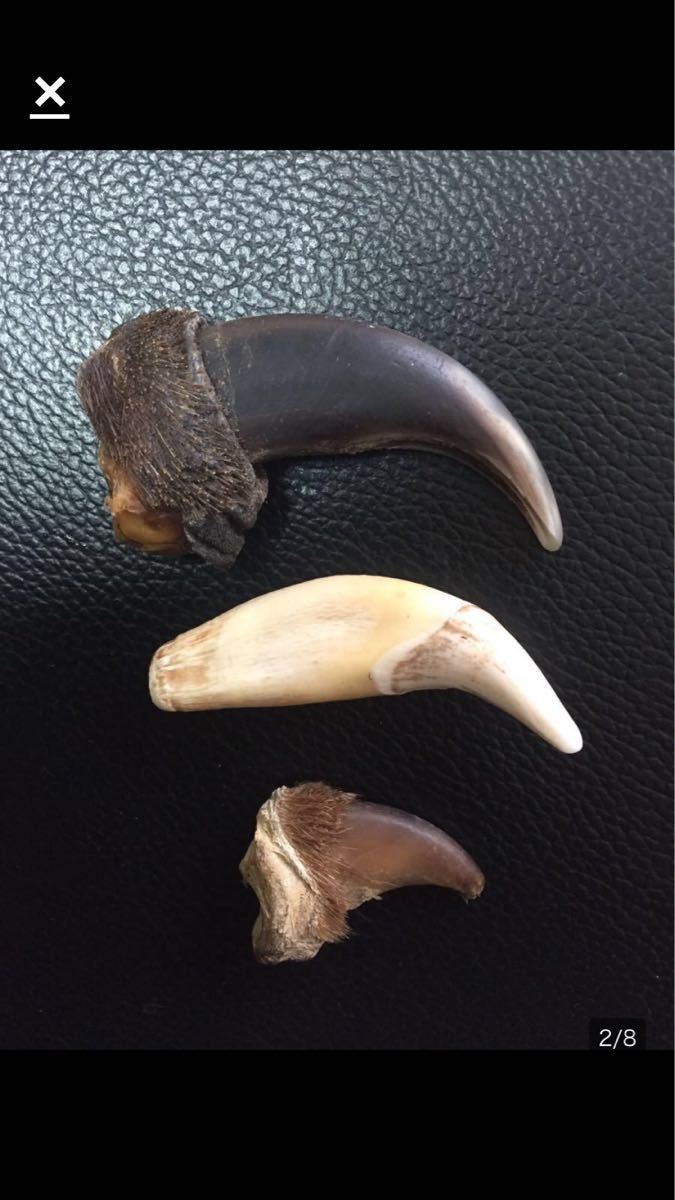 熊爪 熊牙 熊の爪 熊の牙 羆の爪 熊爪 ジビエ